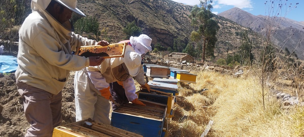 Miel de abeja de la Asociación Kusy Maky